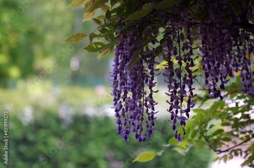 Motyw roślinny kwiaty wisteri glicynia na gałązkach z liśćmi  