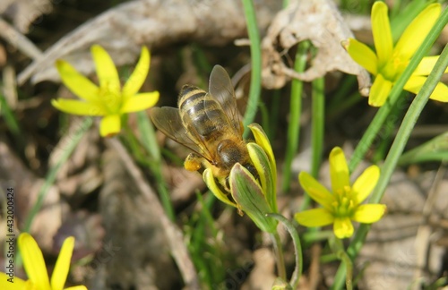 Bee inside gagea flower in the meadow in spring, closeup photo