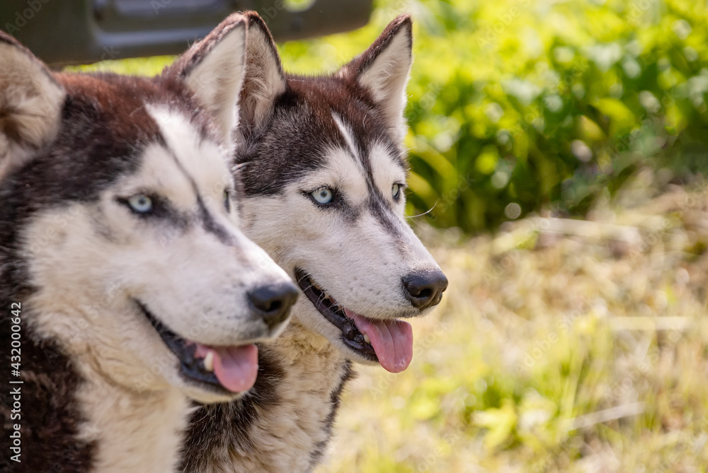 Husky is a beautiful dog on green spring grass. Husky is a beautiful dog on green spring grass.