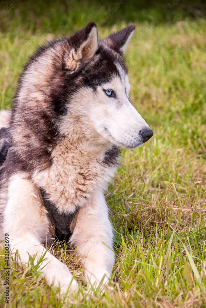 Husky is a beautiful dog on green spring grass.