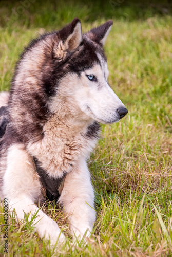 Husky is a beautiful dog on green spring grass.