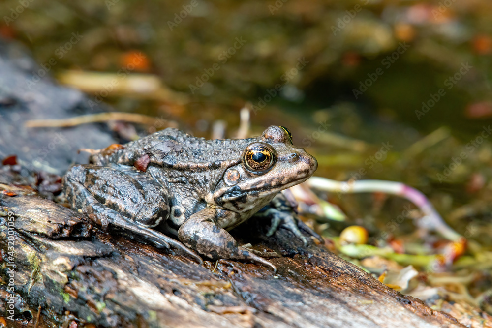 Obraz premium frosch kröte