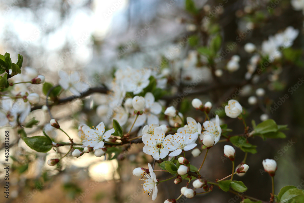 Beautiful flowers bloom on a sunny spring day Beautiful flowers bloom on a sunny spring day