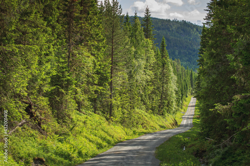 Picturesque Norway forest h...