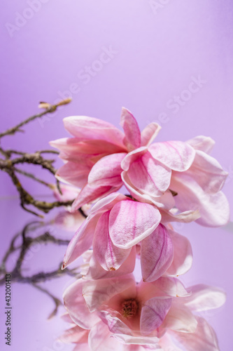 Flowering branch of pink magnolia