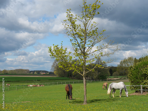 Pferde und Fohlen im Münsterland