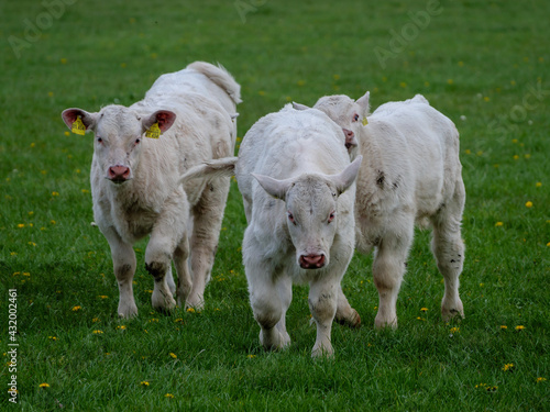 Kühe und Kälber im Münsterland