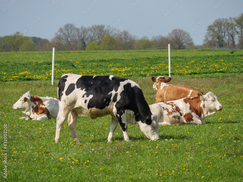 Kühe und Kälber im Münsterland Kühe und Kälber im Münsterland