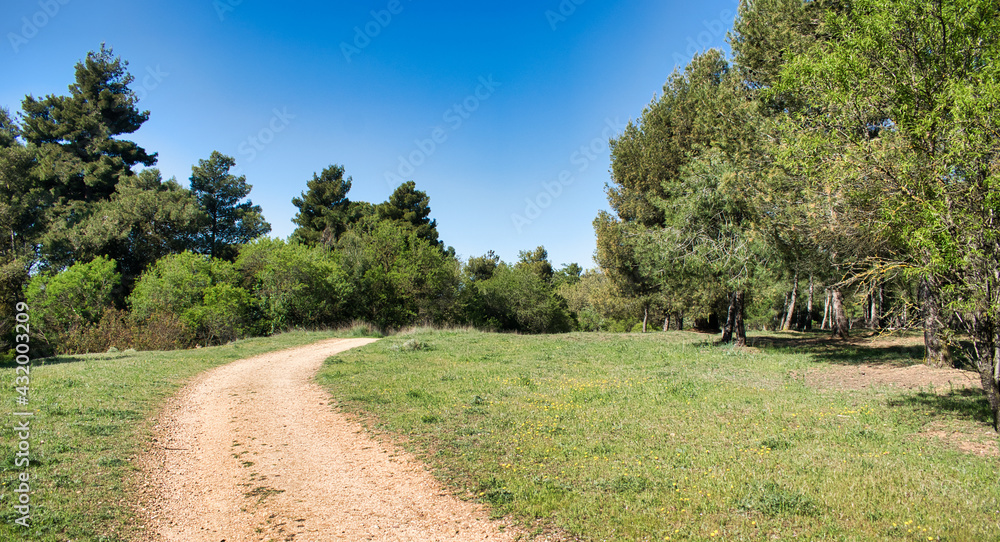 Camino de tierra en curva hacia la derecha que atraviesa un pinar durante la primavera