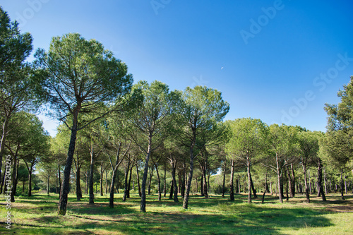 Denso pinar de jóvenes pinos con suelo de hierba verde durante la primavera, provincia de Valladolid, España photo