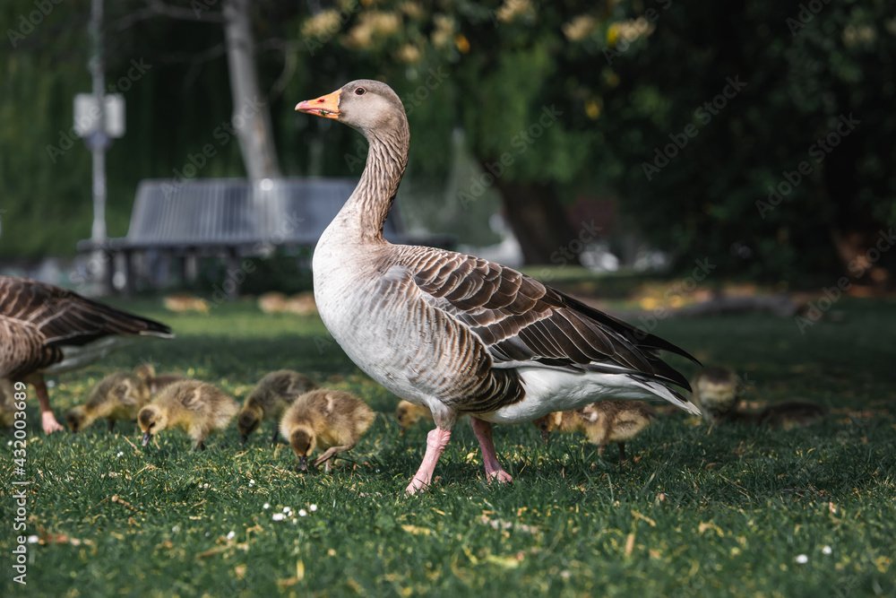 Greylag goose family with their freshly hatched chicks . Greylag goose family with their freshly hatched chicks .