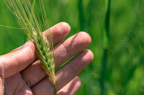 Wheat head in hand, farmer checking new crop quality or illness concept, agricultural background