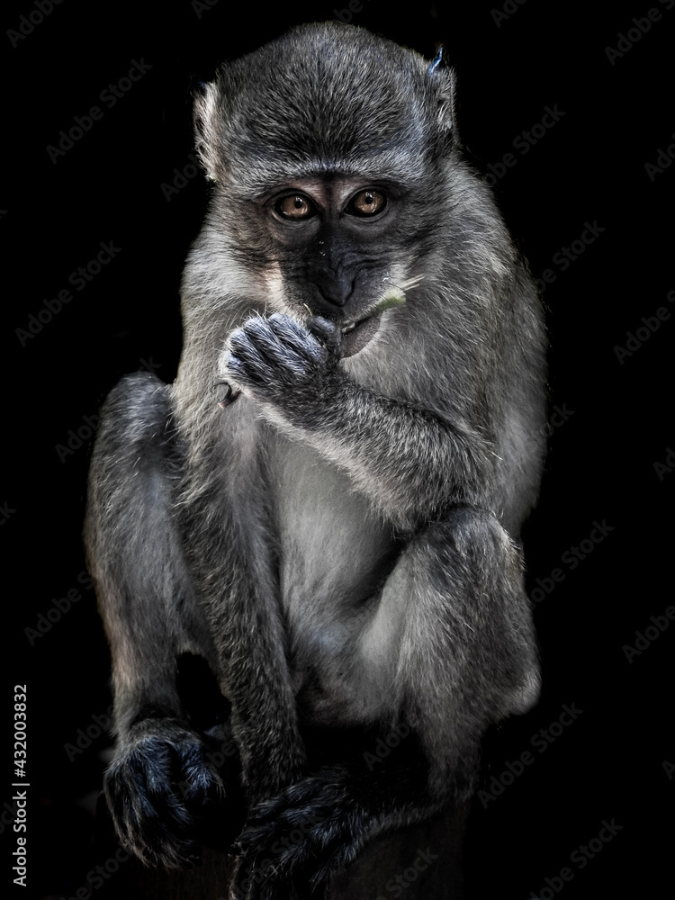Fototapeta premium Long-tailed Macaque Eating Twig
