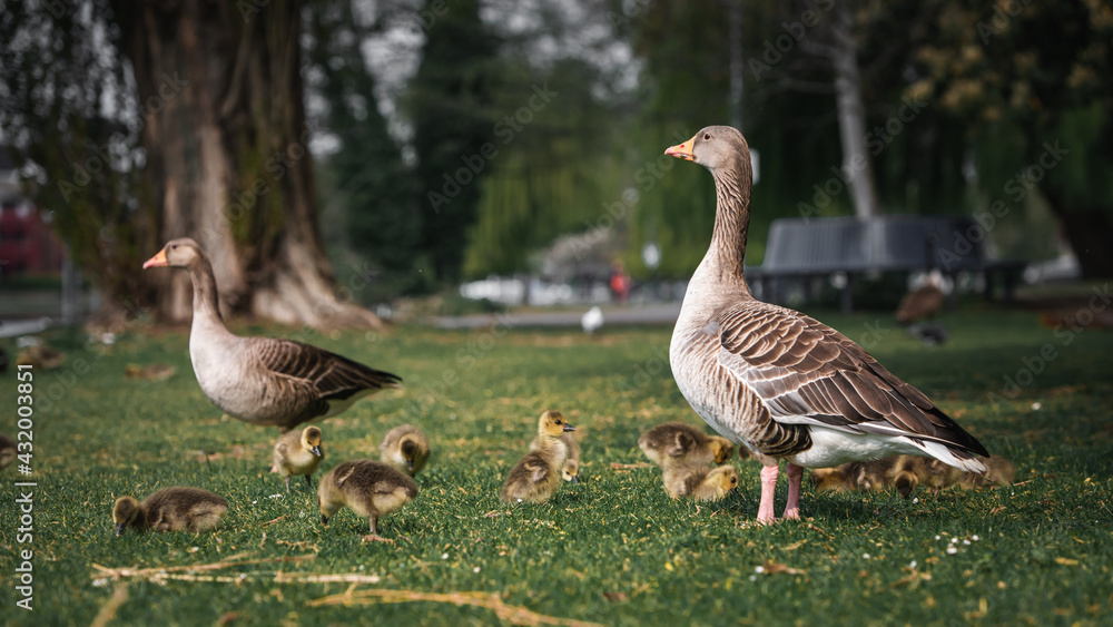 Greylag goose family with their freshly hatched chicks . Greylag goose family with their freshly hatched chicks .