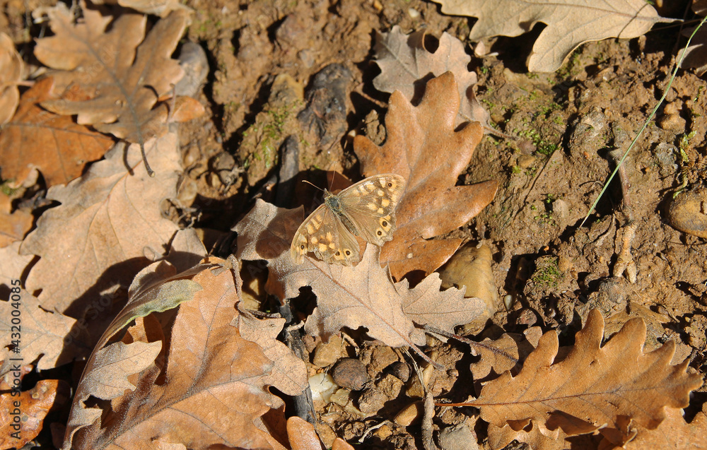 The speckled wood (Pararge aegeria) is a butterfly found in and on the borders of woodland areas throughout much of the Palearctic realm. Occupies a diversity of grassy, flowery habitats in forest.