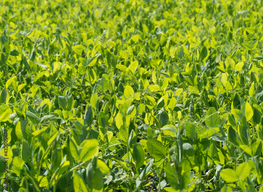 Closeup of fresh, young, green, sunlit pea plant grass. Closeup of fresh, young, green, sunlit pea plant grass.