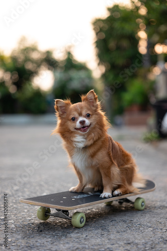 Cute brown chihuahua dog looking at camera and sitting on skateboard on the street in summer vacation. photo