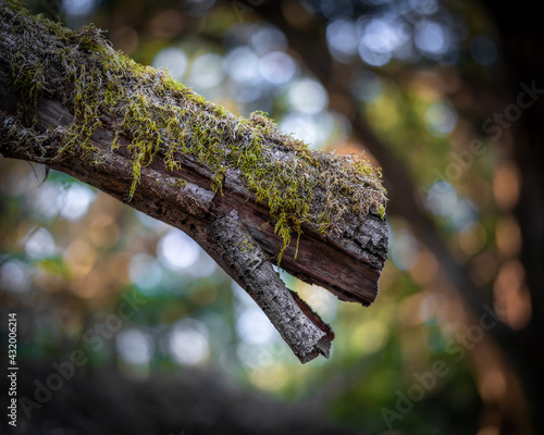 spring tree branch