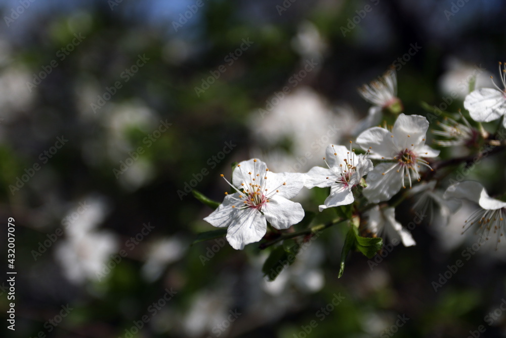 tree branch with blossoming leaves tree branch with blossoming leaves
