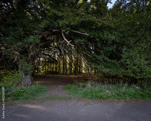 Plakat w ramie path in the forest