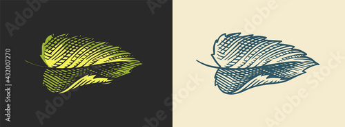 Hops and Barley. Malt Beer. Engraved vintage set. Hand drawn collection. Sketch for web or pub menu. Design elements isolated on white background.