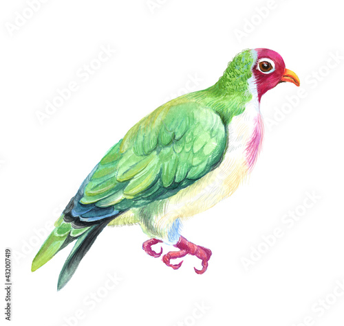 Watercolor colorful wild bird. White background.