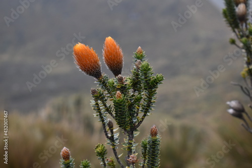 Andean branches in spring
