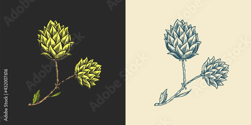 Hops and Barley. Malt Beer. Engraved vintage set. Hand drawn collection. Sketch for web or pub menu. Design elements isolated on white background.