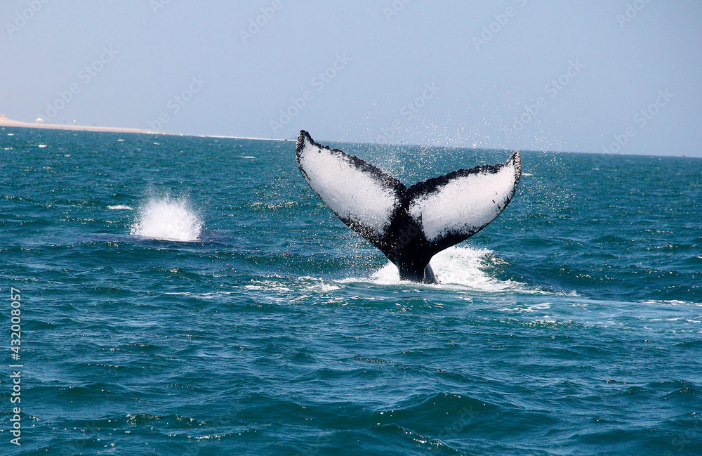 Fototapeta premium Aleta caudal de ballena jorobada. 