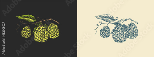 Hops and Barley. Malt Beer. Engraved vintage set. Hand drawn collection. Sketch for web or pub menu. Design elements isolated on white background.