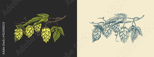 Hops and Barley. Malt Beer. Engraved vintage set. Hand drawn collection. Sketch for web or pub menu. Design elements isolated on white background.