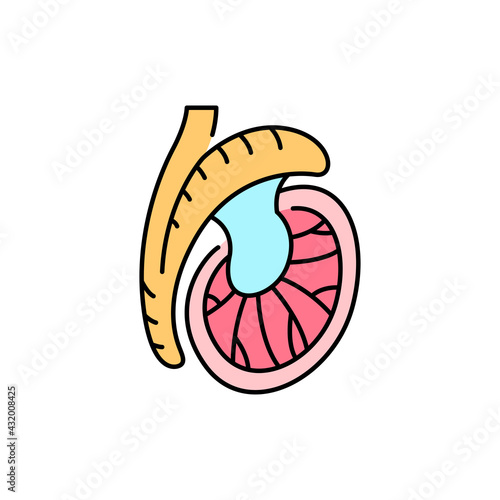 Testicle olor line icon. Male reproductive gland. Pictogram for web page, mobile app, promo. photo