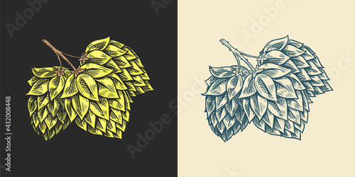 Hops and Barley. Malt Beer. Engraved vintage set. Hand drawn collection. Sketch for web or pub menu. Design elements isolated on white background.