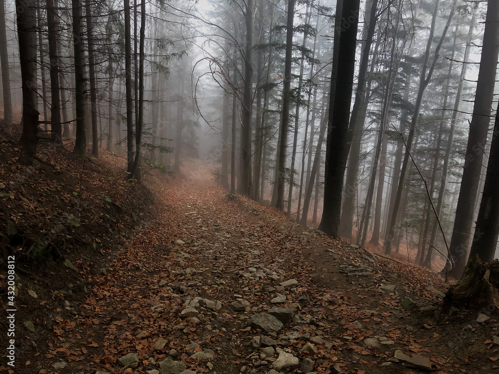 Fototapeta premium Mgła w lesie 