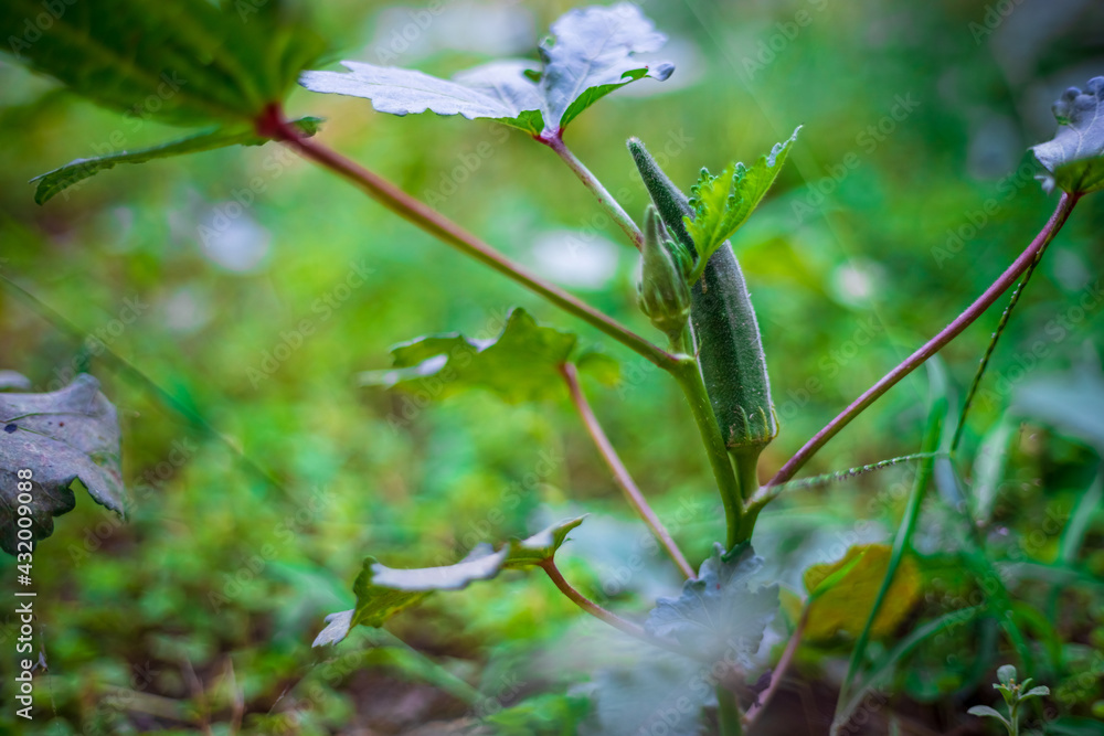 Okra or Lady finger closeup. Organic okra in the backyard garden.
