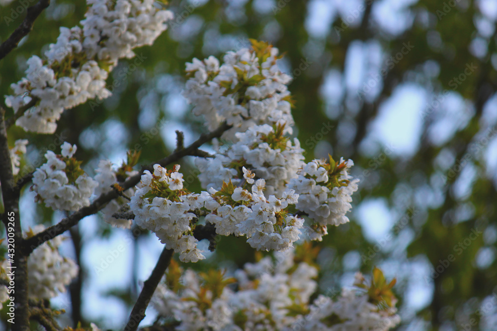 Kirschblüten im Frühling Kirschblüten im Frühling