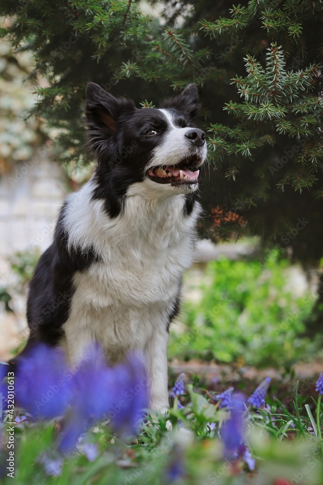 Smiling Border Collie Sits in the Garden. Adorable Black and White Dog with Coniferous Tree.