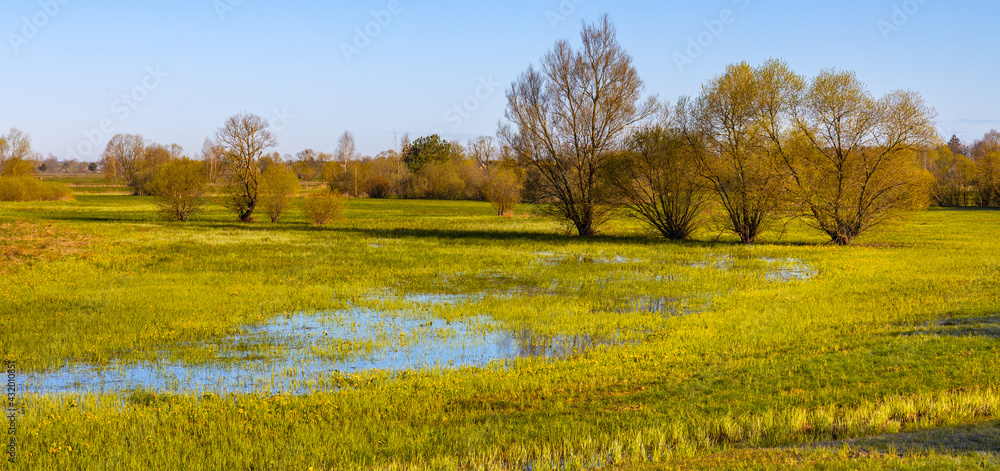 Early spring panoramic view of Narew river valley wooded wetlands and nature reserve in Zajki village near Wizna in Podlaskie voivodship in Poland - obrazy, fototapety, plakaty 