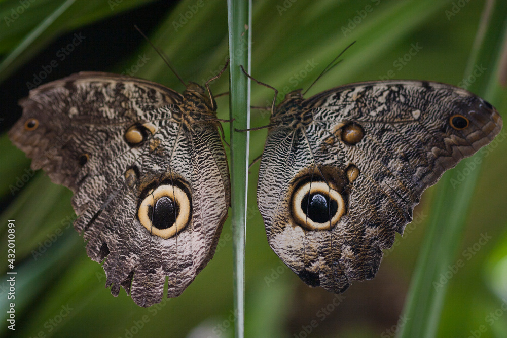 Two butterflies, called owl eye butterflies rest on a branch in Mindo, Ecuador Two butterflies, called owl eye butterflies rest on a branch in Mindo, Ecuador