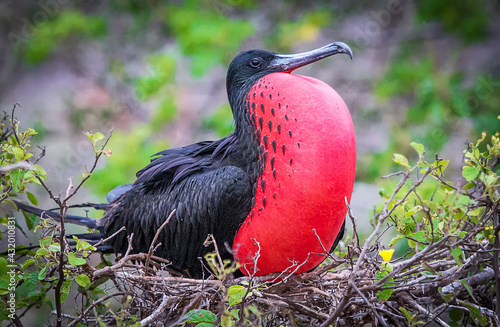 A male frigate bird with inflated pouch sits on his nest in the Galapagos Islands.