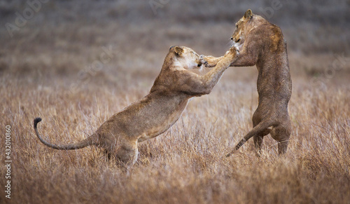 Lions, Lewa Wildlife Preserve, Kenya photo