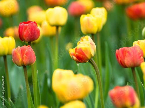 Blooming tulips. Beautiful spring flowers.