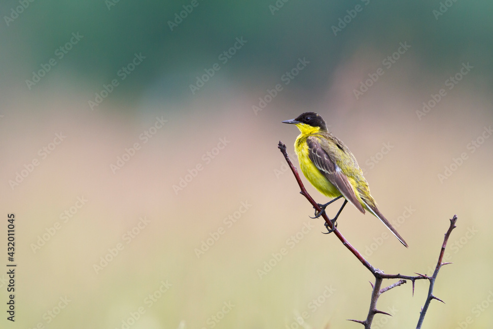 Black-headed Wagtail (Motacilla flava feldegg) male, perched on branch. Central Balkan National Park. Bulgaria. Black-headed Wagtail (Motacilla flava feldegg) male, perched on branch. Central Balkan National Park. Bulgaria.