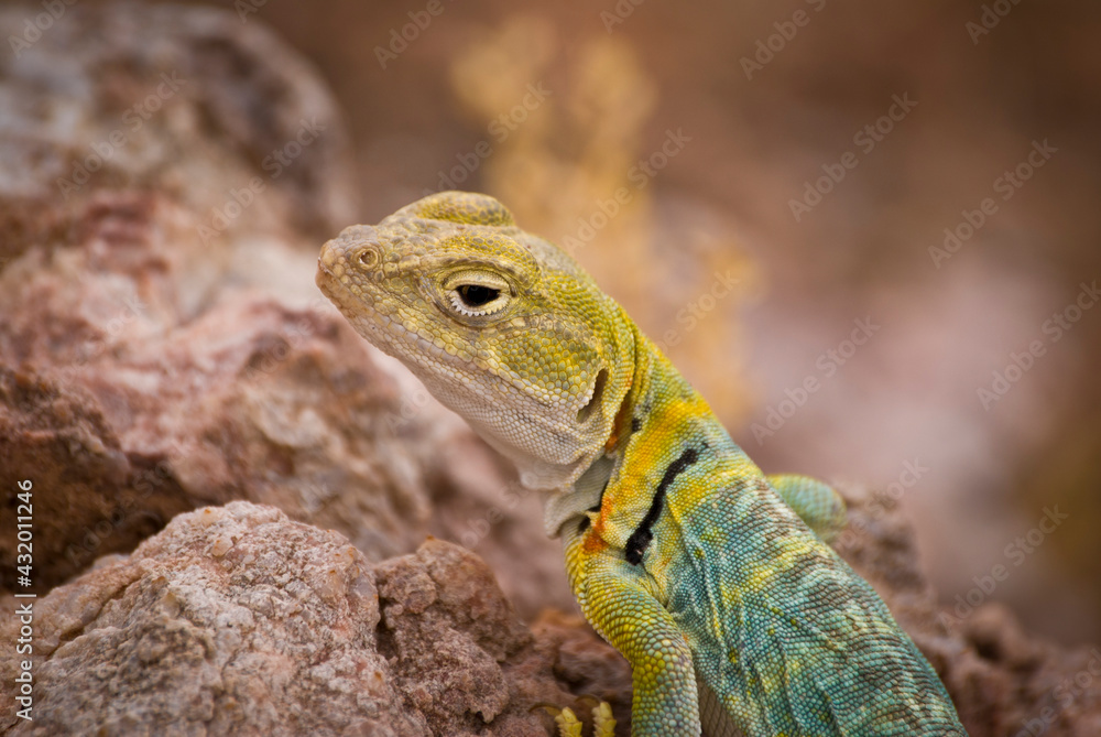 A colored lizard in Arches National Park, Utah. A colored lizard in Arches National Park, Utah.