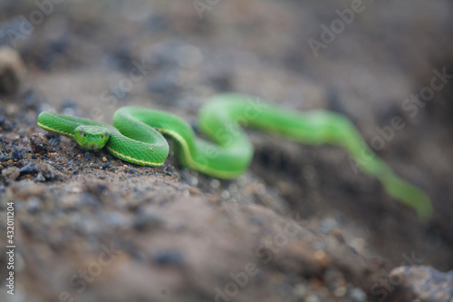 A palm viper (Bothriechis lateralis) on the summit ridge of Rincon de la Vieja Volcano, Costa Rica. photo