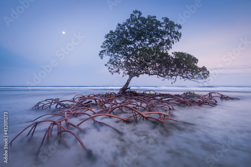 Moonrise and red mangrove, Pig Keys, Honduras. photo
