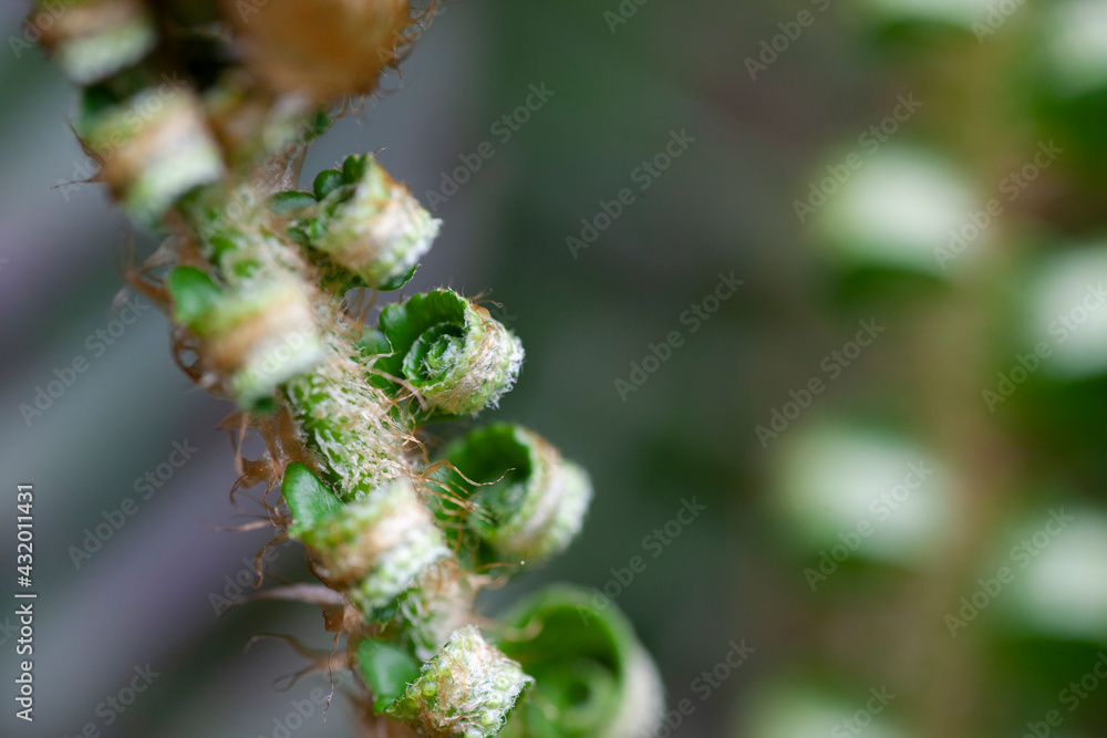 sword fern plant in the wilderness sword fern plant in the wilderness