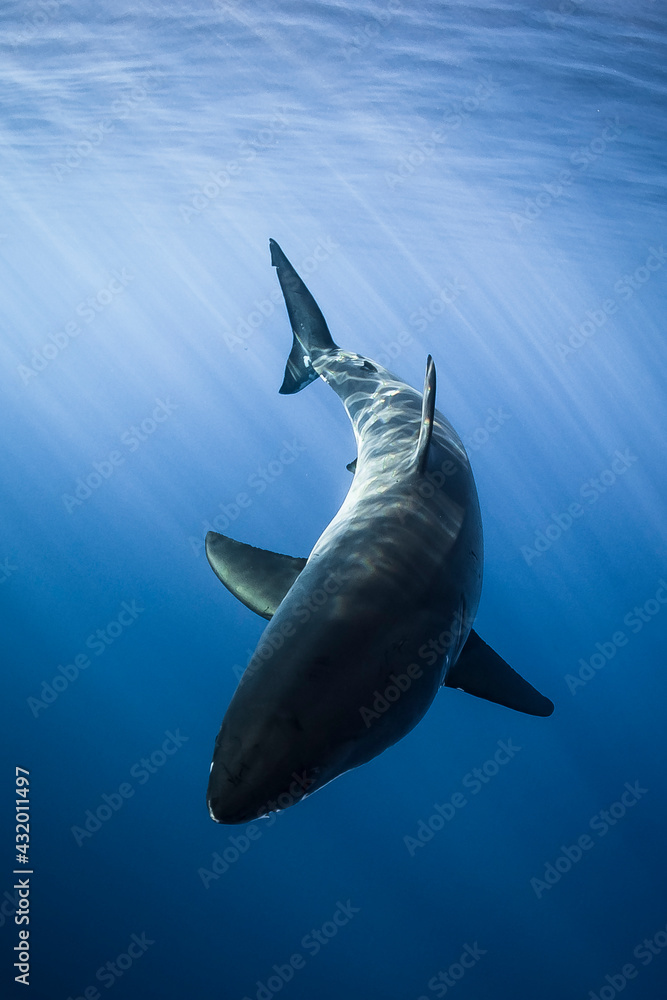 Mexico, Baja California. A great white shark swimming with beautiful sunrays above him at Guadalupe Island.