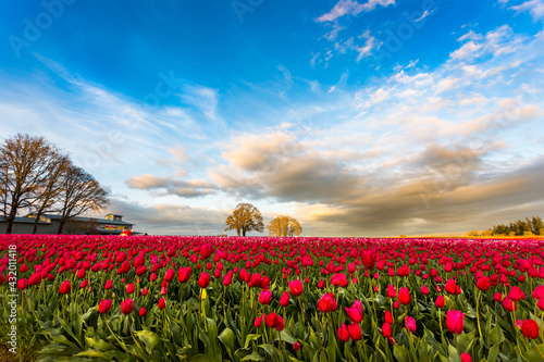 The sun sets on a Willamette Valley (Oregon) tulip field. photo