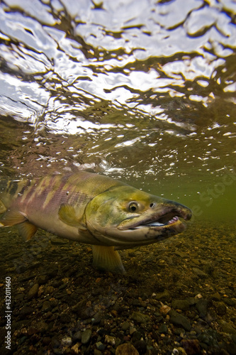 Chum salmon being released in Alaska